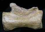 Thescelosaurus Caudal Vertebrae - Montana #34642-2